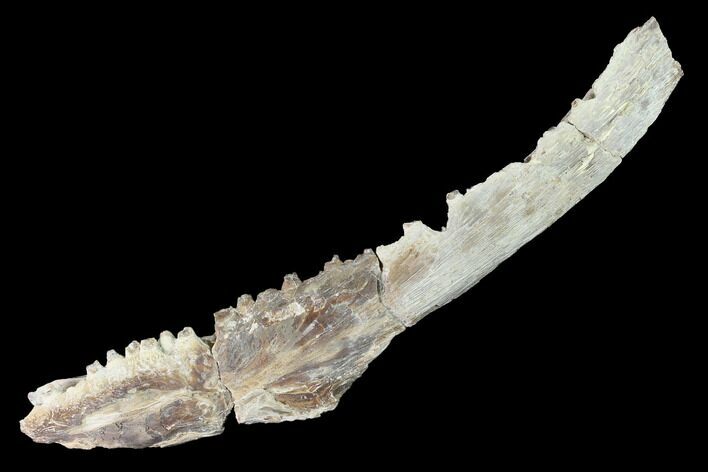 Fossil Fish (Ichthyodectes?) Jaw Section - Kansas #146339